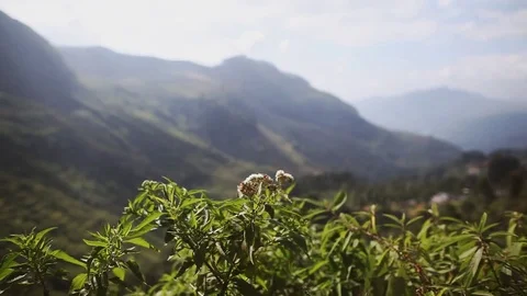 Tea plants close-up of green tea leaves in Sri Lanka on background mountain Stock Footage 80444245