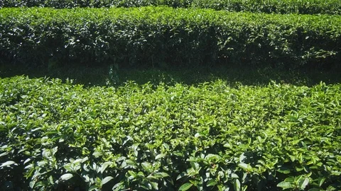 Tea Plants in Orderly Rows on Traditional Farm in Thailand 库存影片 100002677
