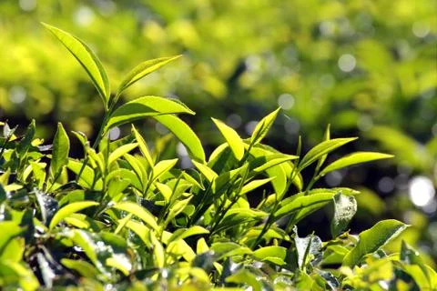 Tea plants Stock Photos