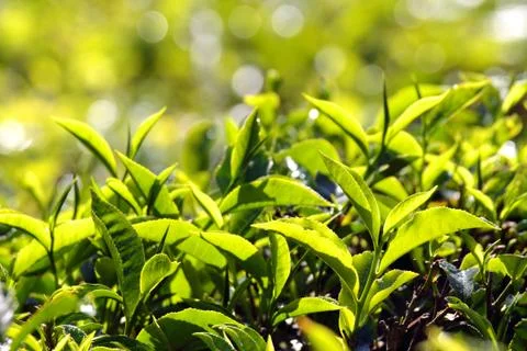 Tea plants Stock Photos