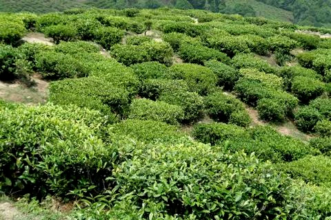 Tea Plants Stock Photos