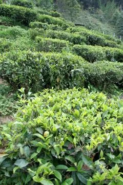 Tea Plants 스톡 사진