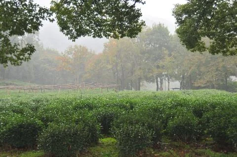 Tea Plants Stock Photos