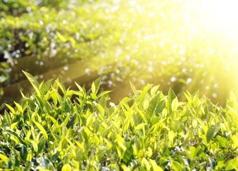 Tea plants in sunbeams Stock Photos