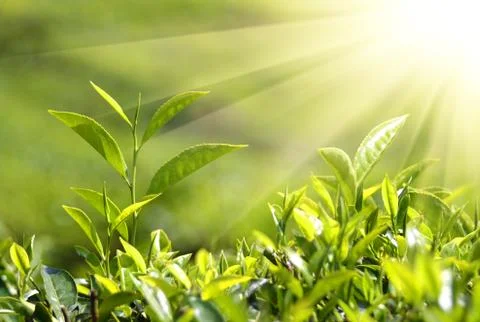 Tea plants in sunbeams Stock Photos