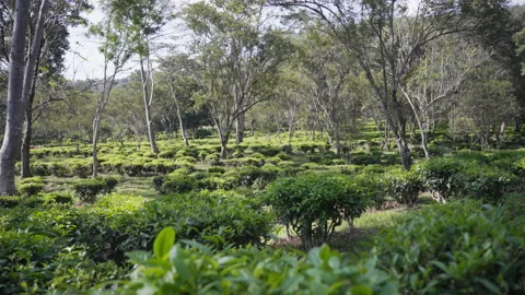 Tea platation Stock Footage 169981462