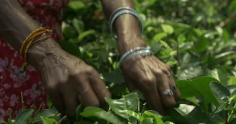 Tea Plucker Hands Stock Footage 57531387
