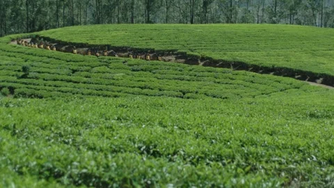 Tea pluckers walking through Tea Plantations Video stock 288848367