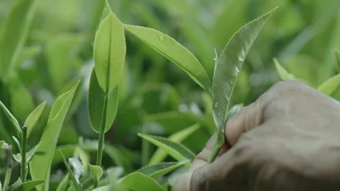 Tea Plucking 2 Video stock 288848492