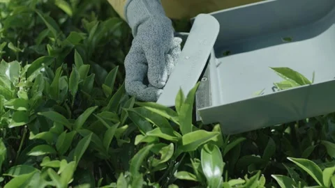 Tea Plucking Stock Footage 288846871