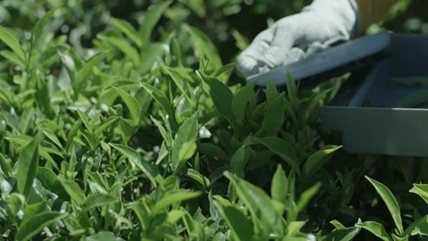 Tea plucking Stock Footage 288848464
