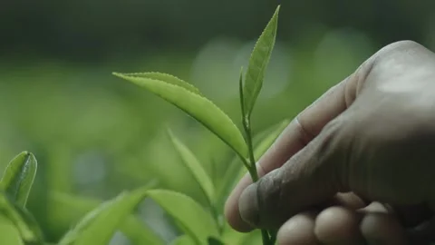 Tea Plucking by Hand Video stock 288848490