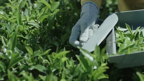 Tea Plucking with Machine Video stock 288848462