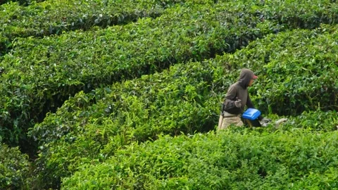 Tea plucking worker Stock Footage 258846186