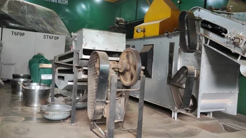 Tea processing Stock-Footage 191293169