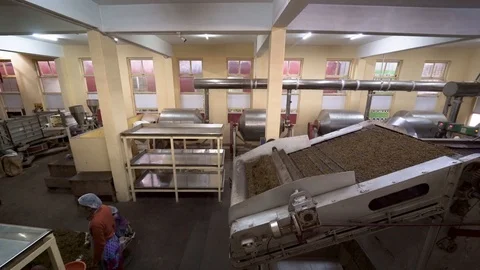 Tea processing. Machinery separates and processes the tea leaves. Ooty, India Stock Footage 93623574