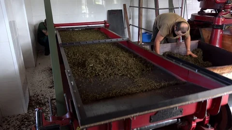 Tea processing at the Tea Factory. Sao Miguel Island,  Azores, Portugal. Video stock 118579538