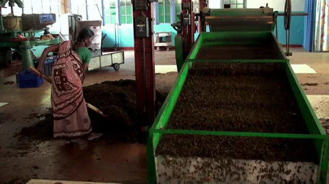 Tea processing at the Tea Factory. Sri Lanka. Video stock 31489511