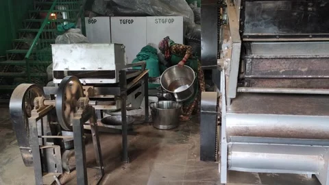Tea processing unit in Ghorakhal Stock Footage 191293168