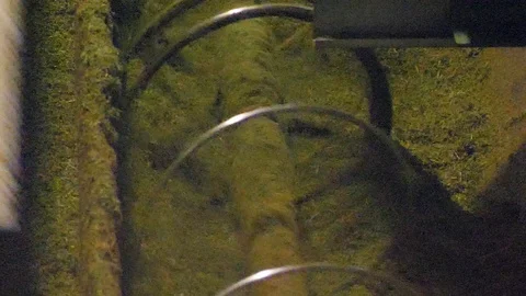 Tea Processing in the USA in 4K Stock Footage 109465517