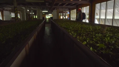 Tea-producing Process Video stock 107912133