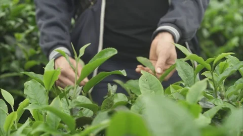 Tea production Stock Footage 96277106