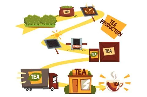 Tea production, tea manufacturing process from plantation to shop cartoon vector Stock Illustration