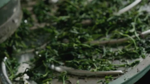 Tea Rolling Machine Processing Fresh Georgian Tea Leaves in Summer - Artisan Tea Stock Footage 326917084
