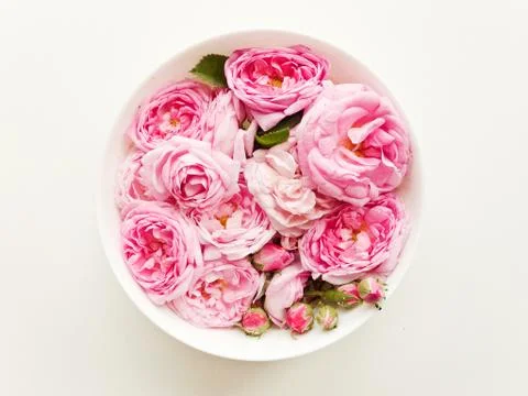 Tea rose background Stock Photos