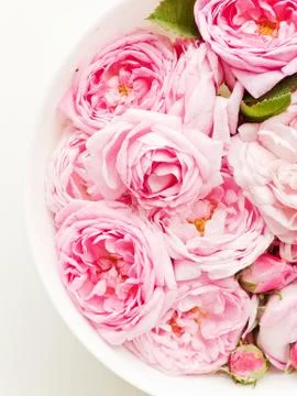 Tea rose background Stock Photos