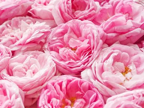 Tea rose background Stock Photos