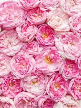 Tea rose background Stock Photos