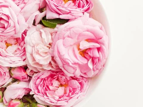 Tea rose background Stock Photos