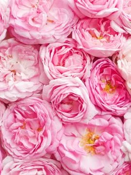 Tea rose background Stock Photos