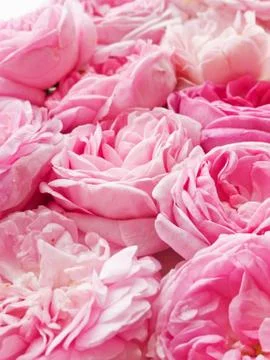 Tea rose background Stock Photos