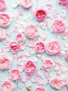 Tea rose background Stock Photos