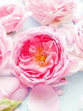 Tea rose background Stock Photos