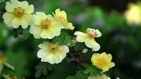 Tea rose in a city garden Stock Footage 75609751