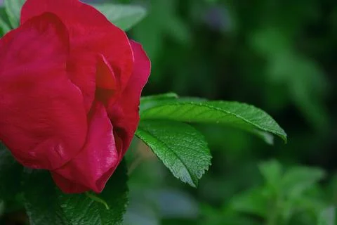 Tea rose flower with leaf 스톡 사진