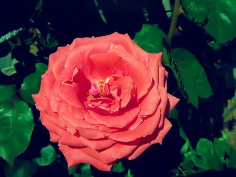 Tea rose flower Stock Photos