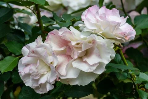 Tea Rose Flower Foto stock