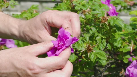 Tea rose harvesting Stock Footage 311706069