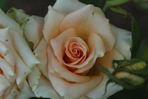 Tea rose light orange close-up view from above. Growing rose flowers floricul Stock Photos