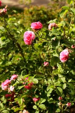Tea-rose Stock Photos