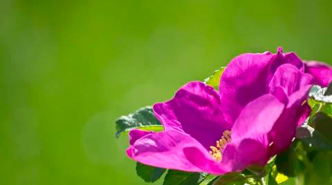 Tea rose Stock Photos