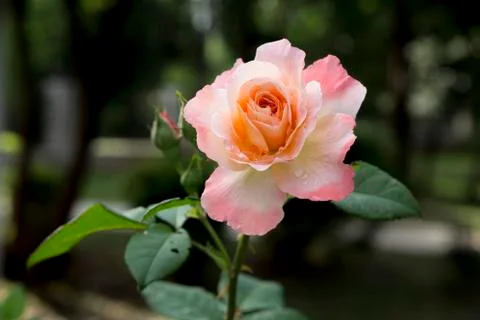 Tea rose Stock Photos