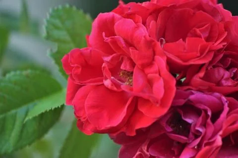 Tea rose. Stock Photos