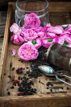 Tea rose Stock Photos