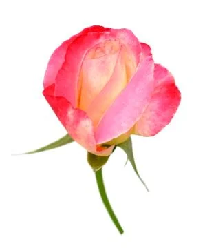 Tea rose Stock Photos