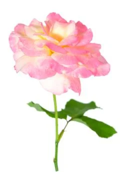 Tea rose Stock Photos